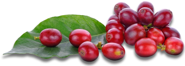 fruta de café